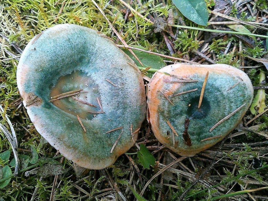 Ежовик жёлтый