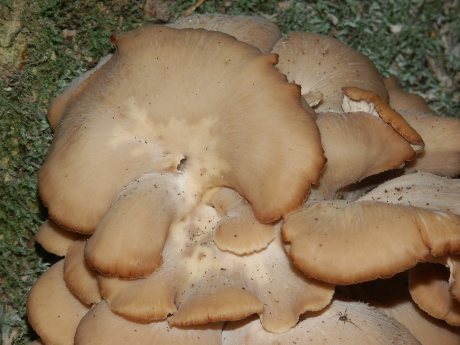 Гриб похожий на человеческое ухо