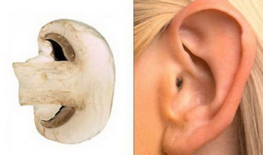 Гриб Аурикулярия уховидная