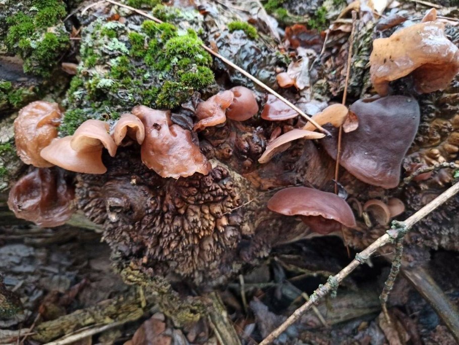 Гриб ежовик Медвежье ухо