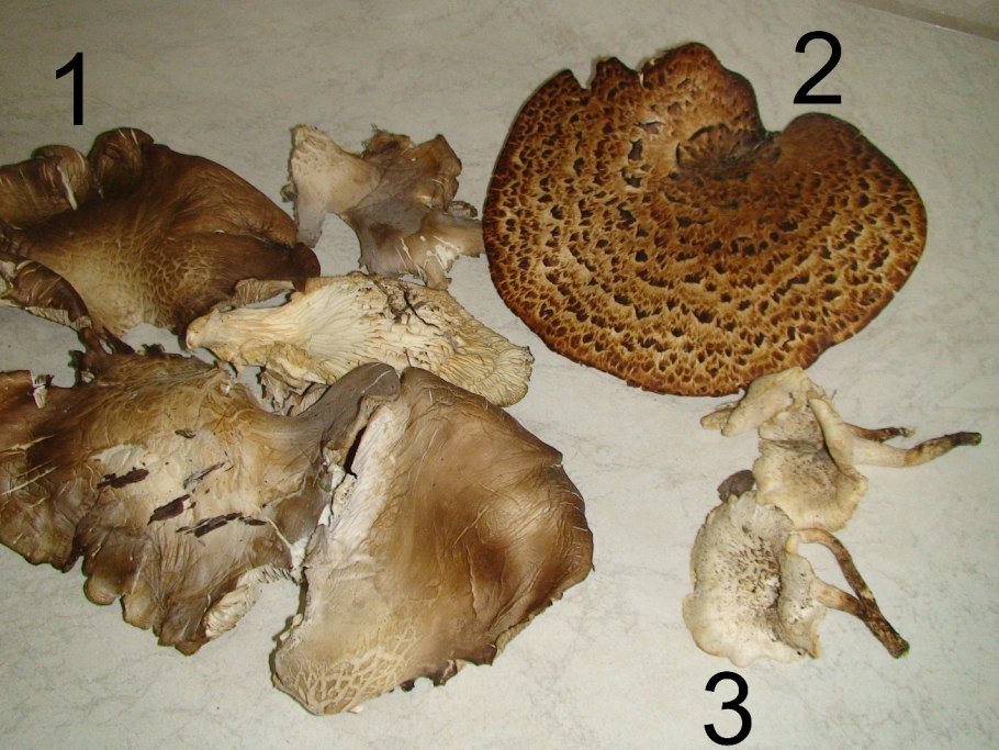 Ежовик гриб темный