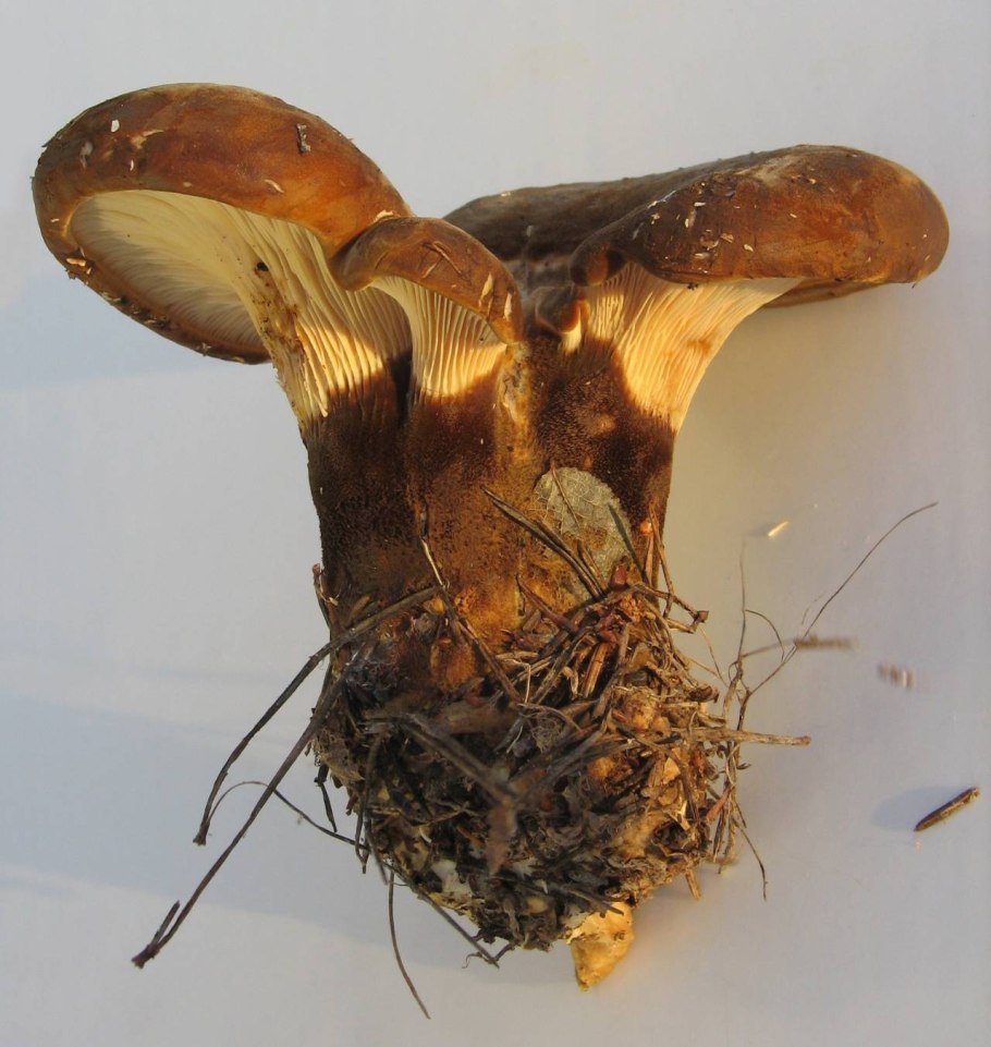 Свиные ушки грибы