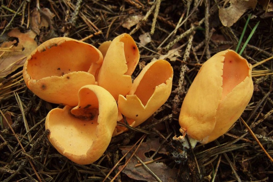 Древесный муэр