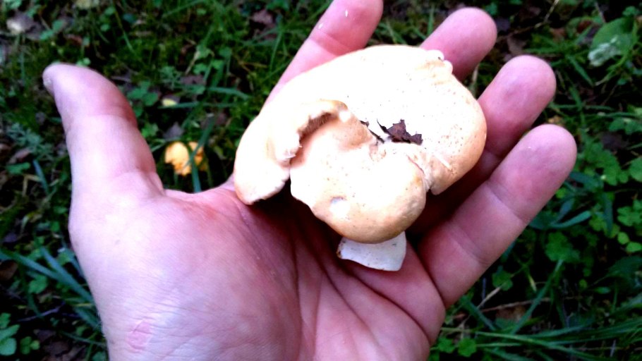 Аурикулярия уховидная