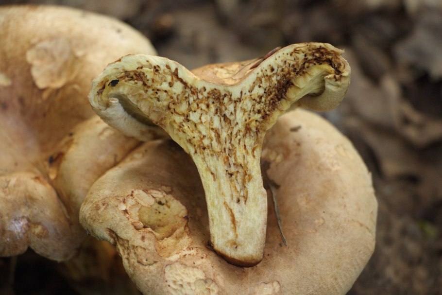 Грибы похожие на камни