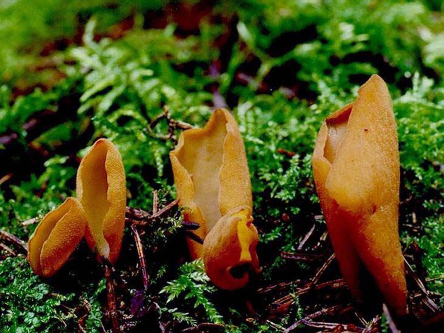 Гриб бабье ухо