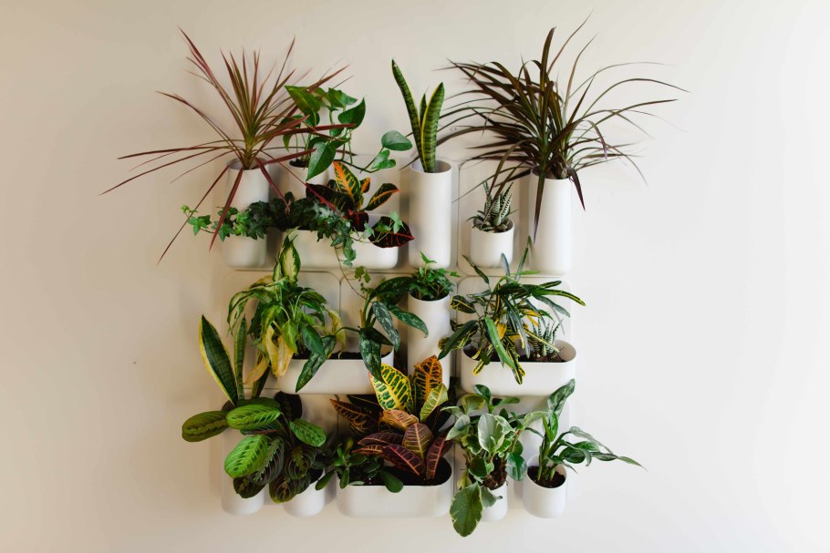 Спатифиллум Плант микс