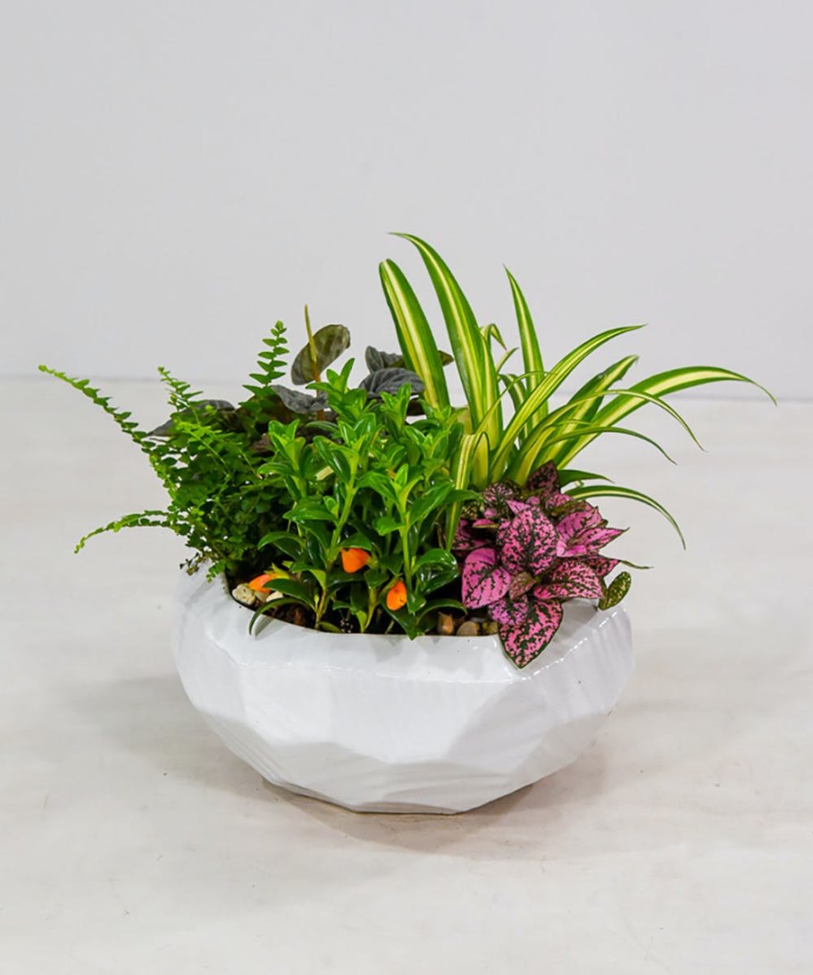 Композиция из горшечных растений в декоративном стиле