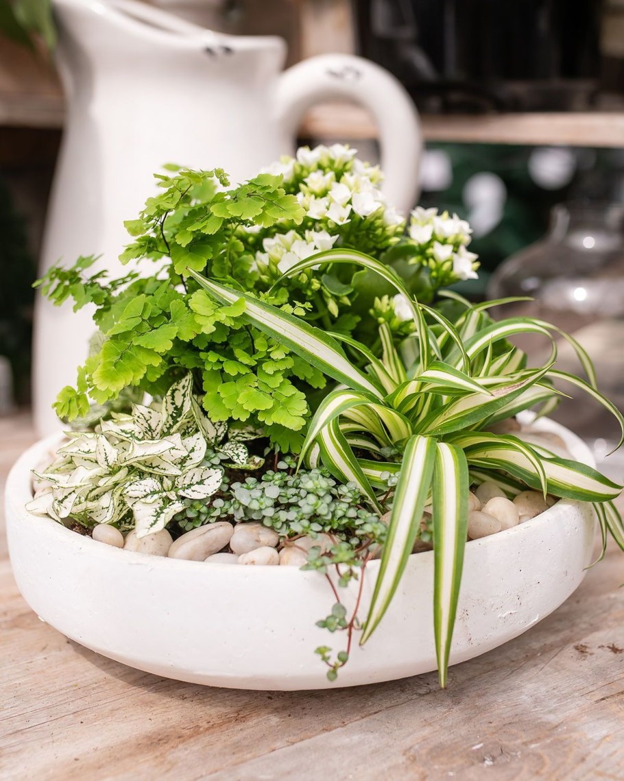 Плант микс ампельный