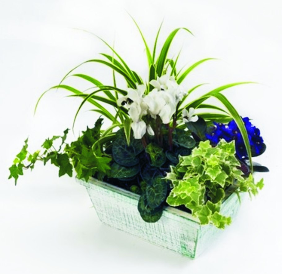 Композиции из комнатных растений