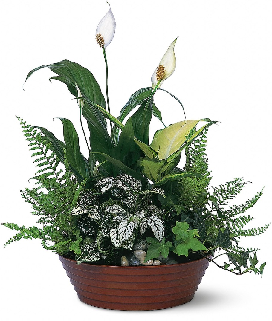 Композиции из горшечных цветов в ванной