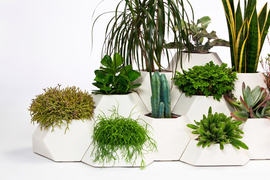 Композиции из комнатных растений