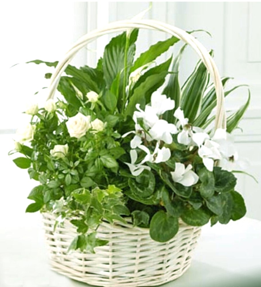 Антуриум + фиттония + Хедера;