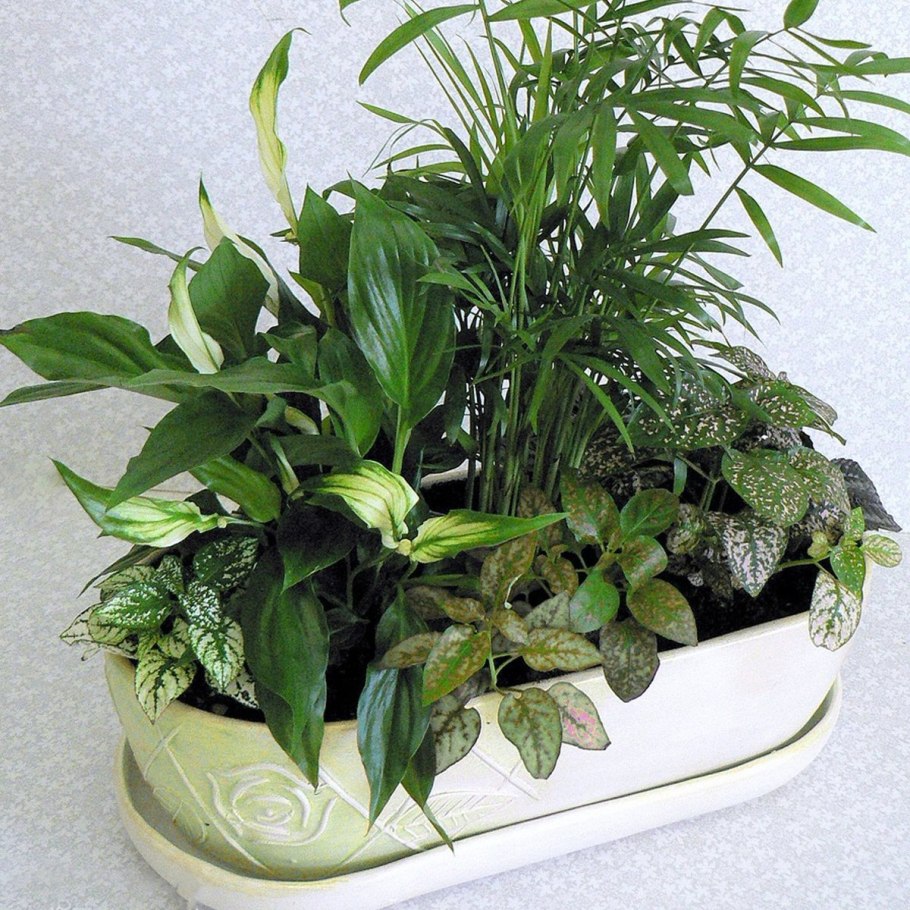 Композиции с горшечными растениями