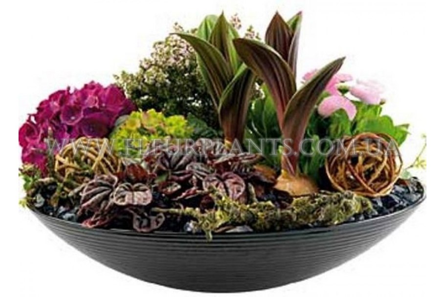 Композиции с горшечными растениями