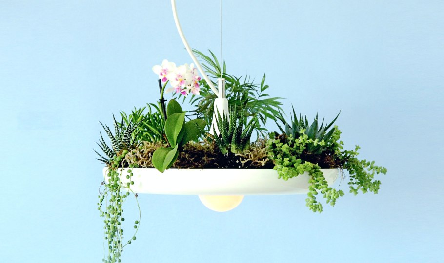 Комнатные цветы композиция