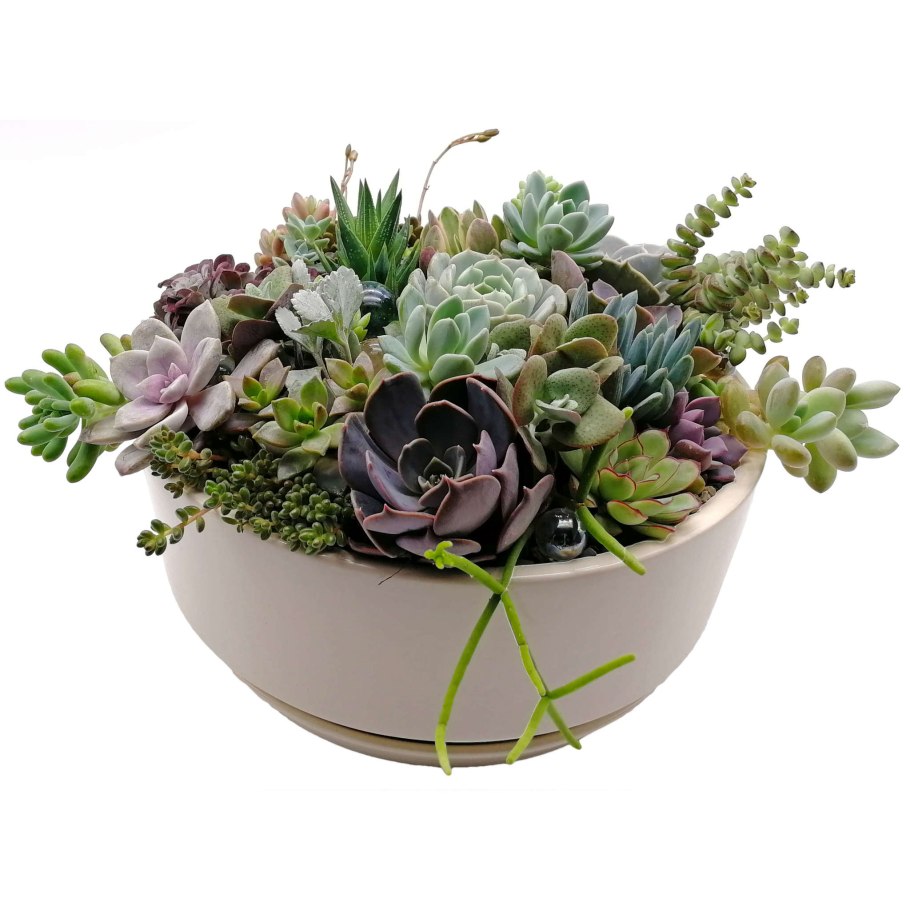 Композиции из комнатных цветов в одном горшке