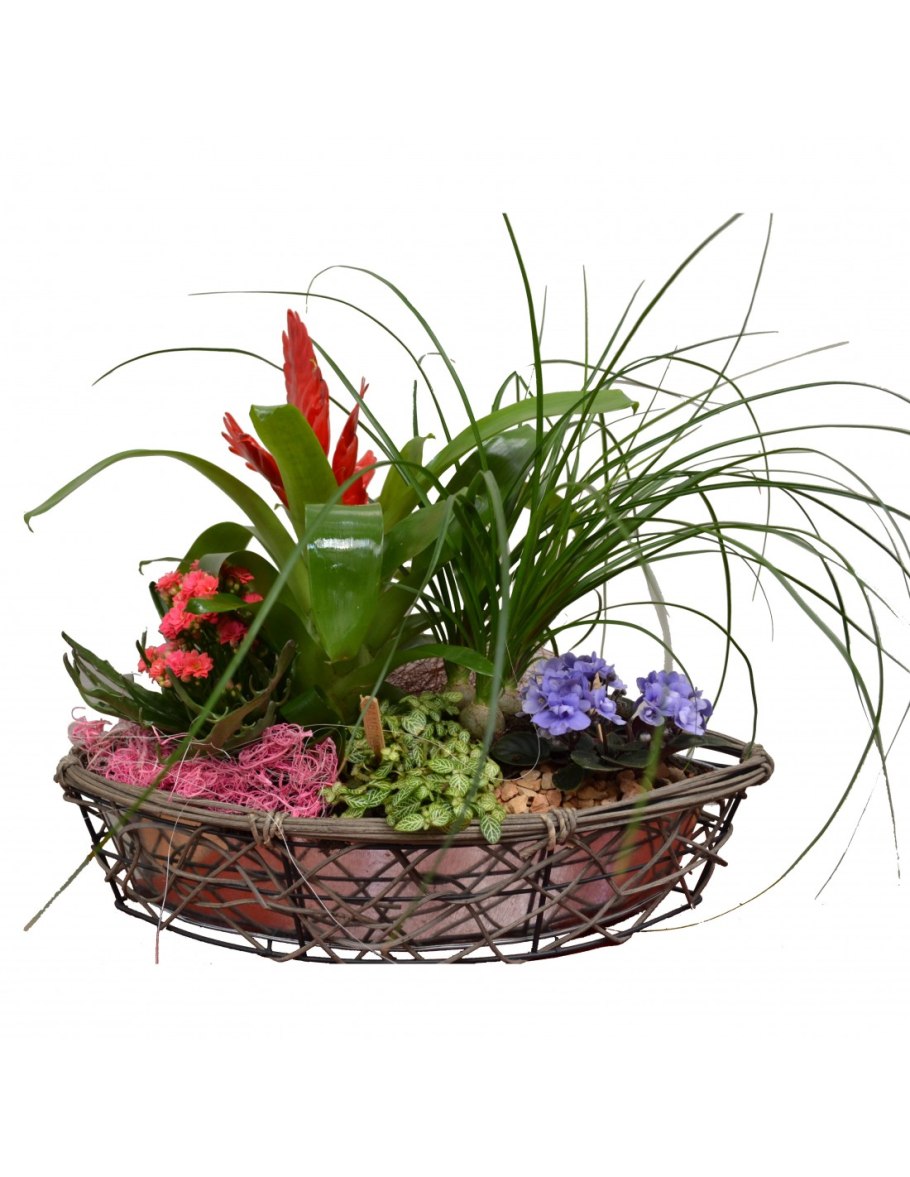 Подвесная композиция из комнатных растений