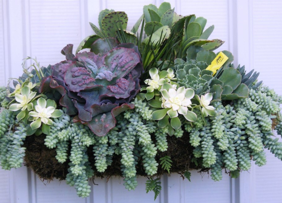 Спатифиллум + фиттония + хамедорея + Хедера