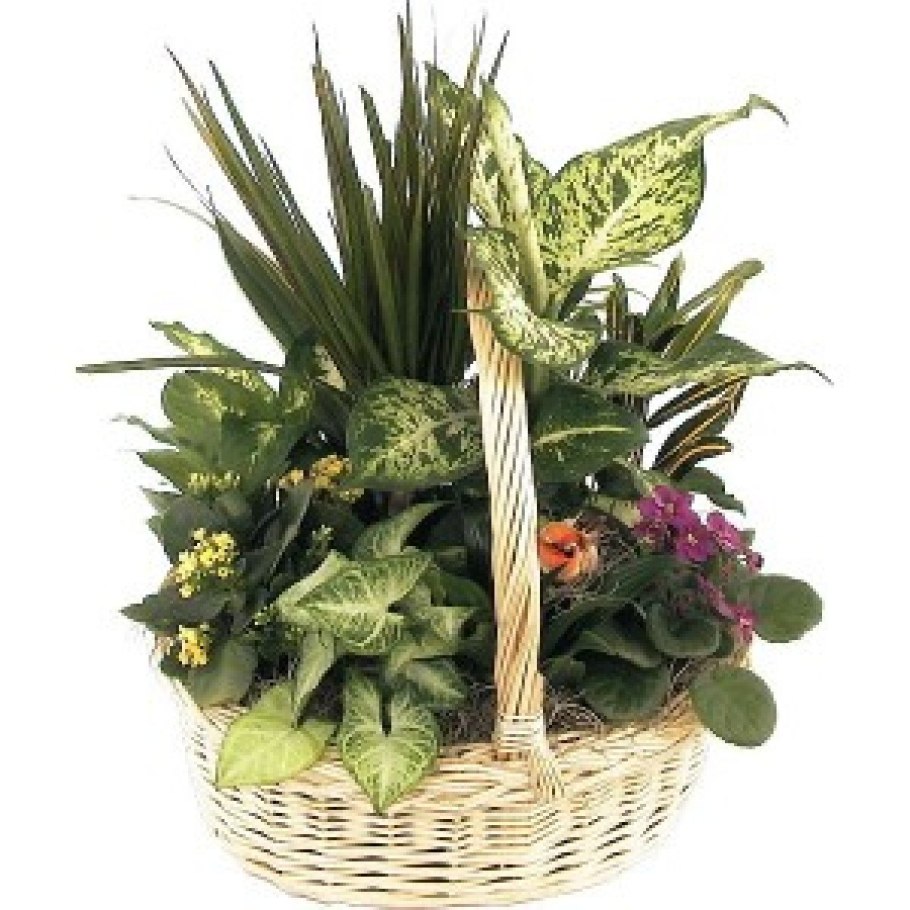 Композиции из комнатных растений