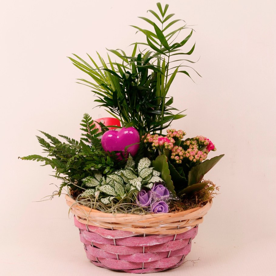 Композиция из горшечных растений