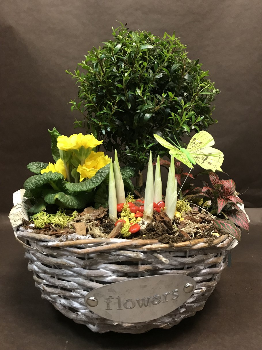 Цветочные композиции из комнатных растений