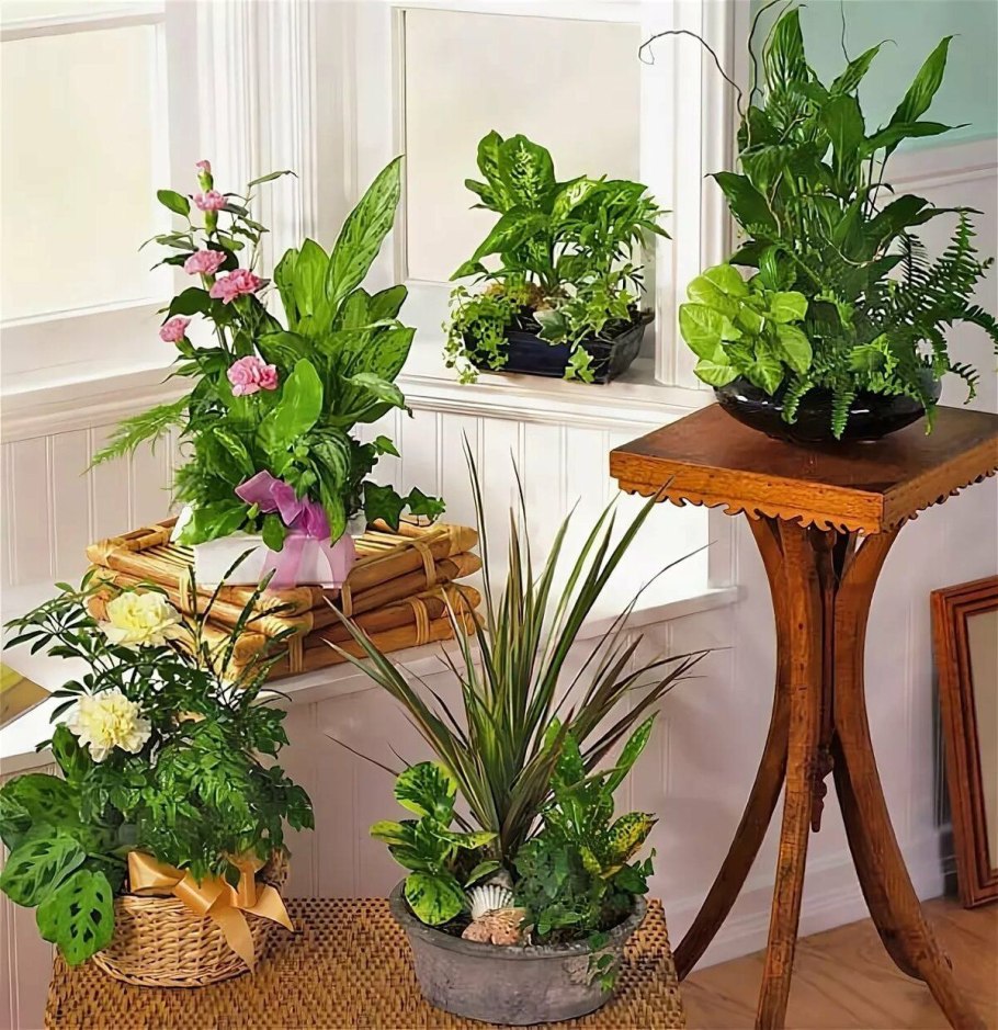 Мини сад Суккуленты мини сад Суккуленты