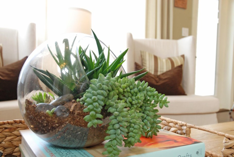 Спатифиллум + фиттония + хамедорея + Хедера