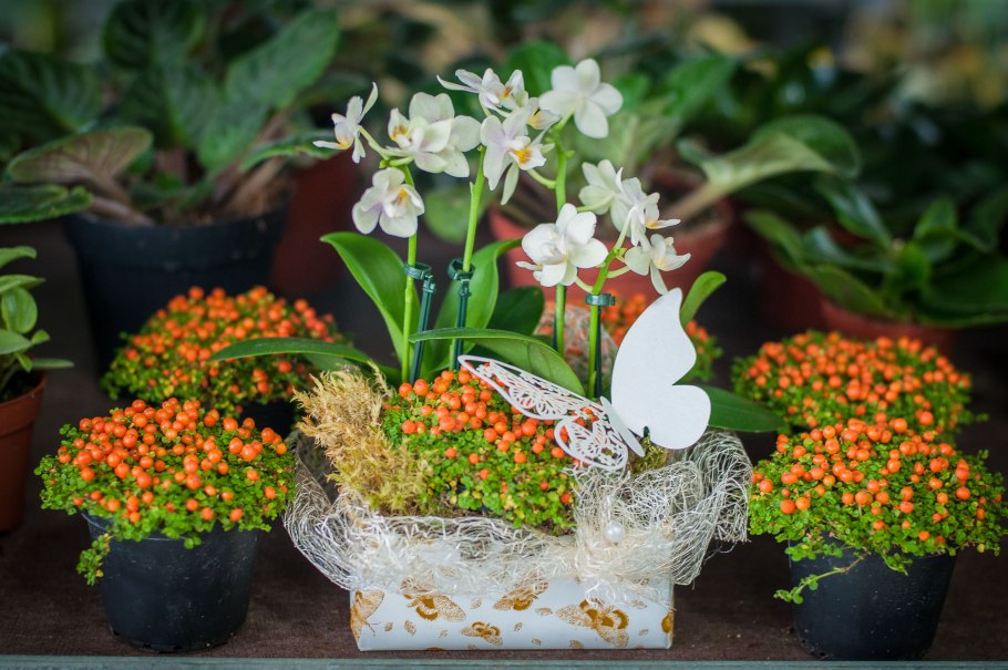 Кротон монстера хлорофитум Диффенбахия