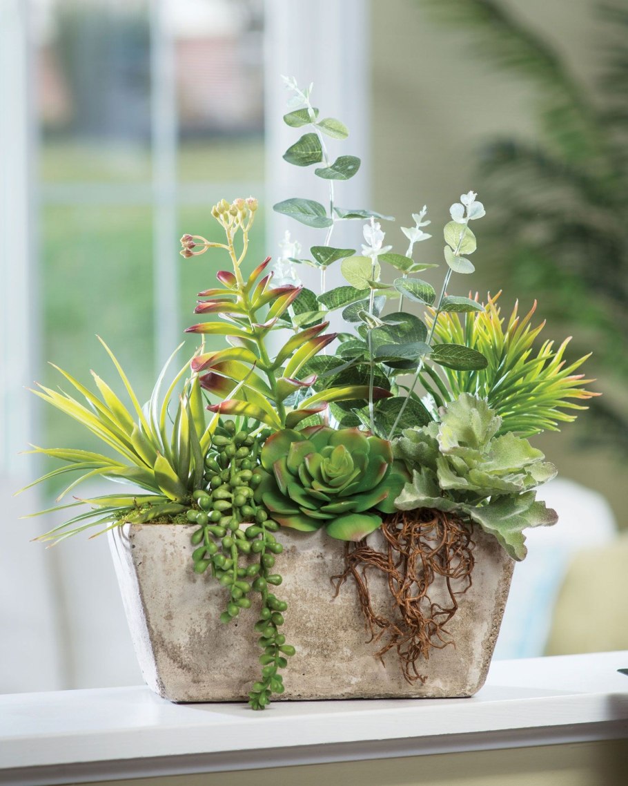 Композиции из суккулентов