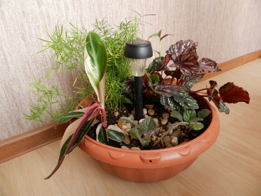 Композиции из комнатных растений