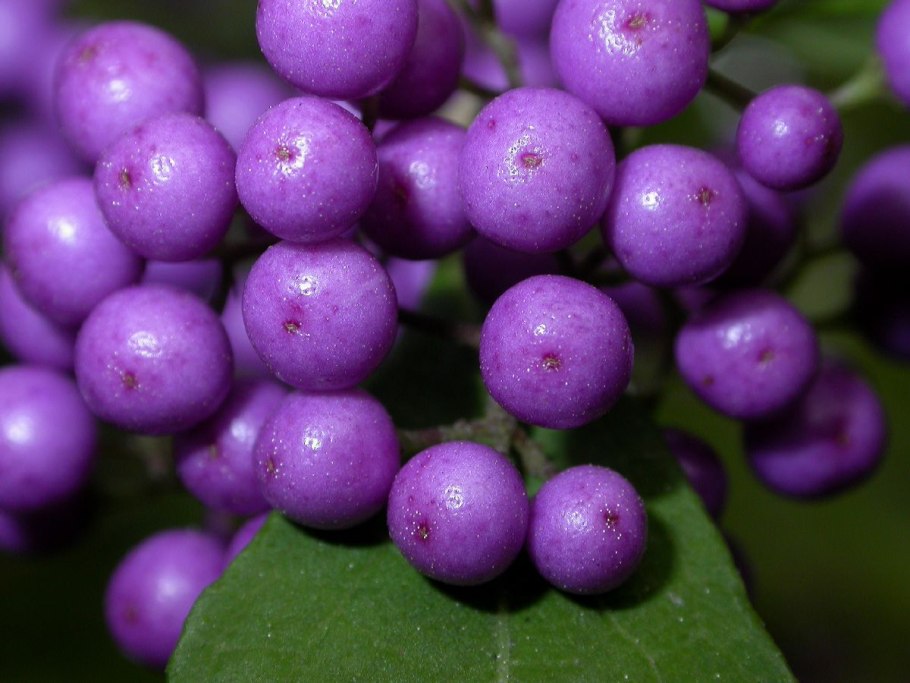 Красивоплодник японский Callicarpa japonica