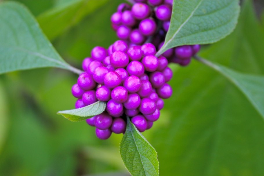 Красивоплодник японский Callicarpa japonica