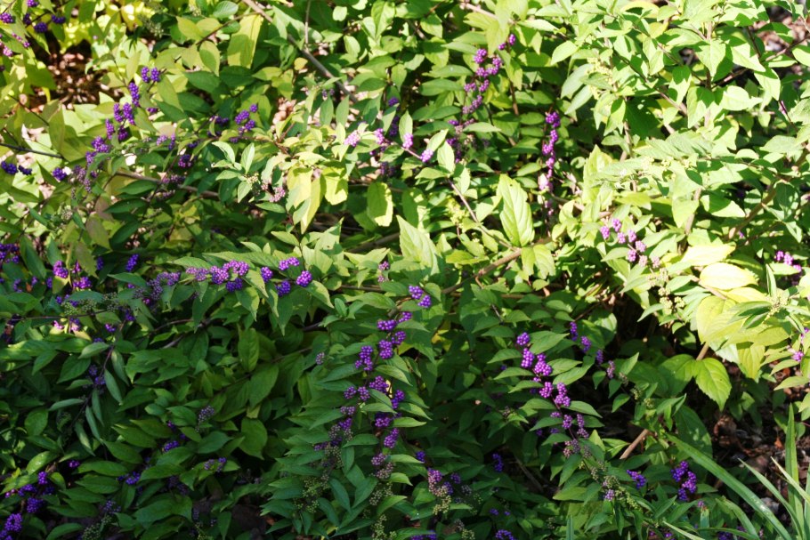 Жимолость блестящая Purple Storm
