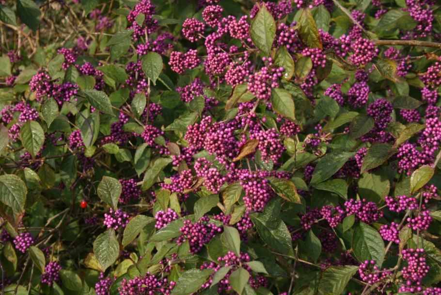 Callicarpa bodinieri Profusion зона зимостойкости