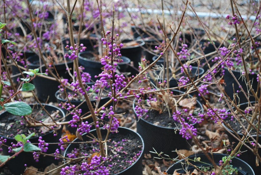 Callicarpa bodinieri 'Profusion'