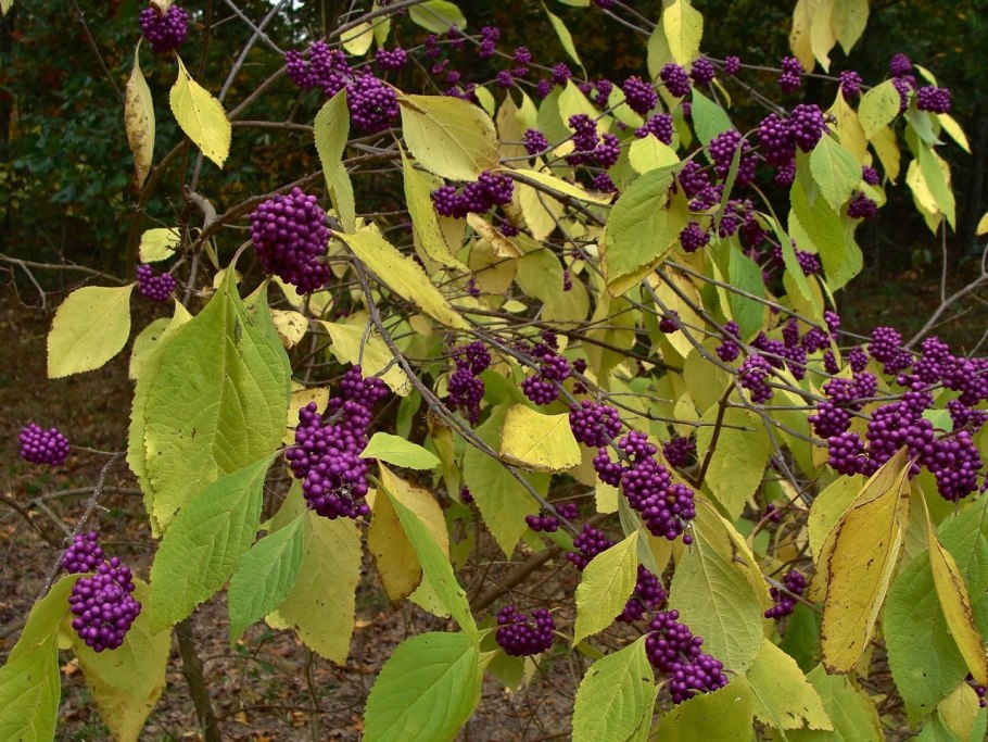 Красивоплодник японский Callicarpa japonica