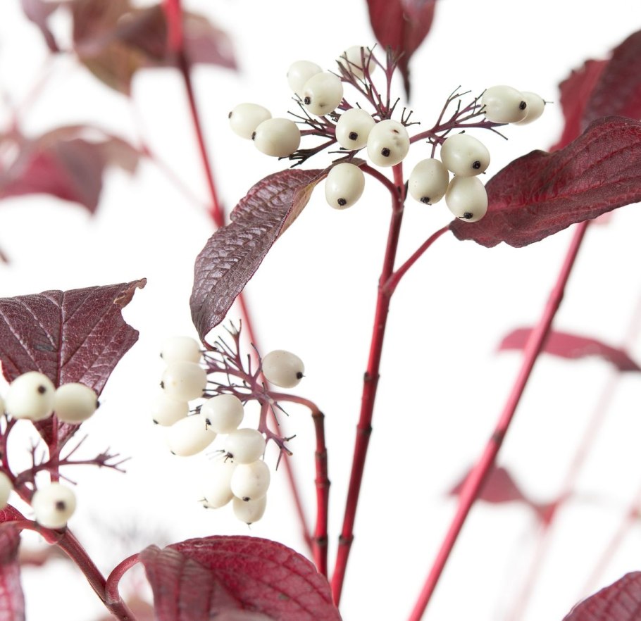 Дерен сибириан Перлс