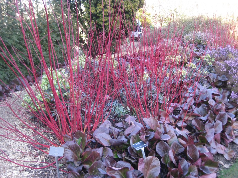 Дерен Элегантиссима осенью