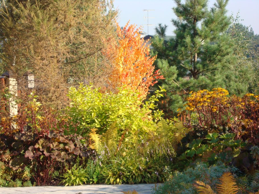 Дерен белый "Аурея осенью