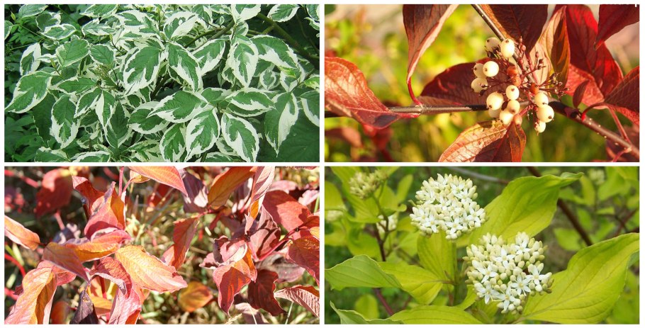 Дерен Сибирика Ауреа