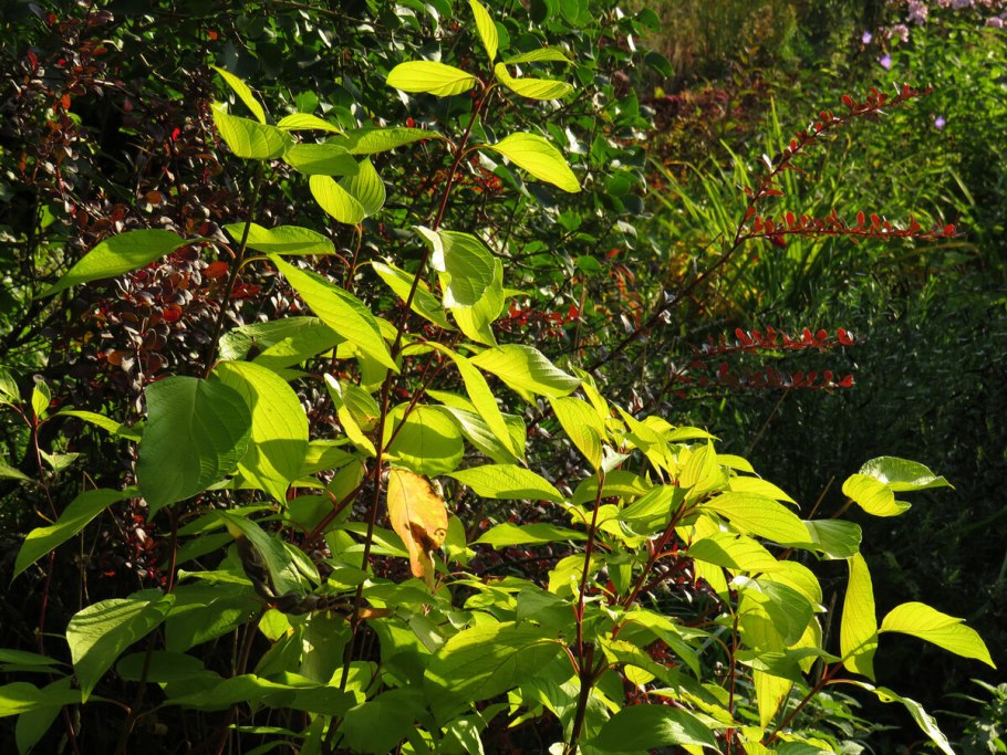 Дёрен белый Aurea