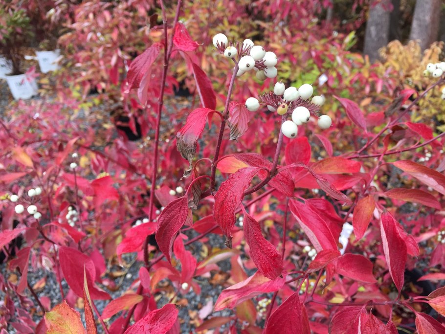 Дерен Ауреа