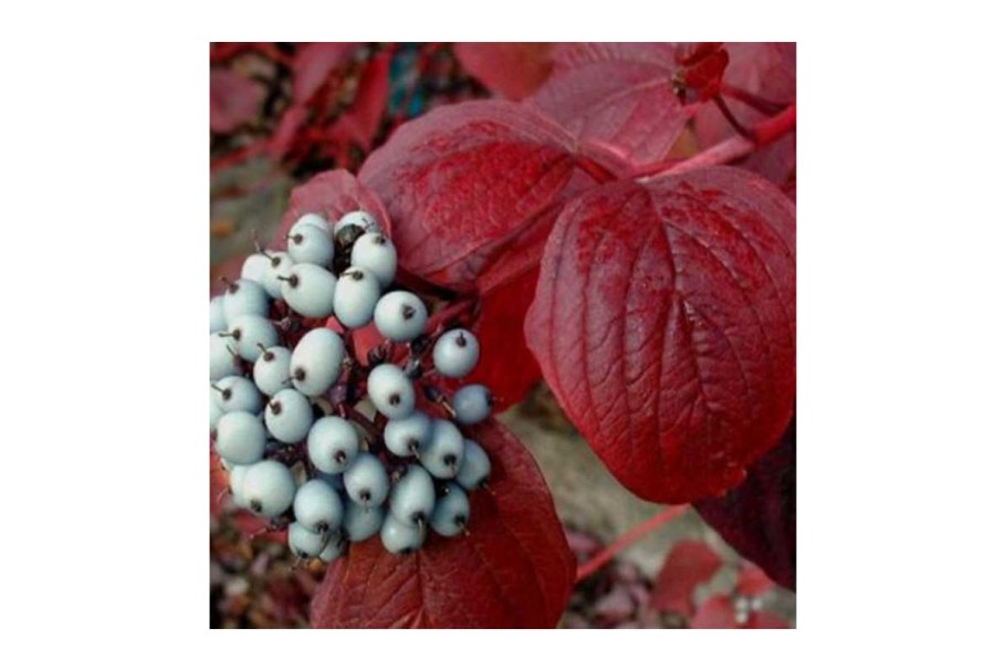 Дерен ягоды