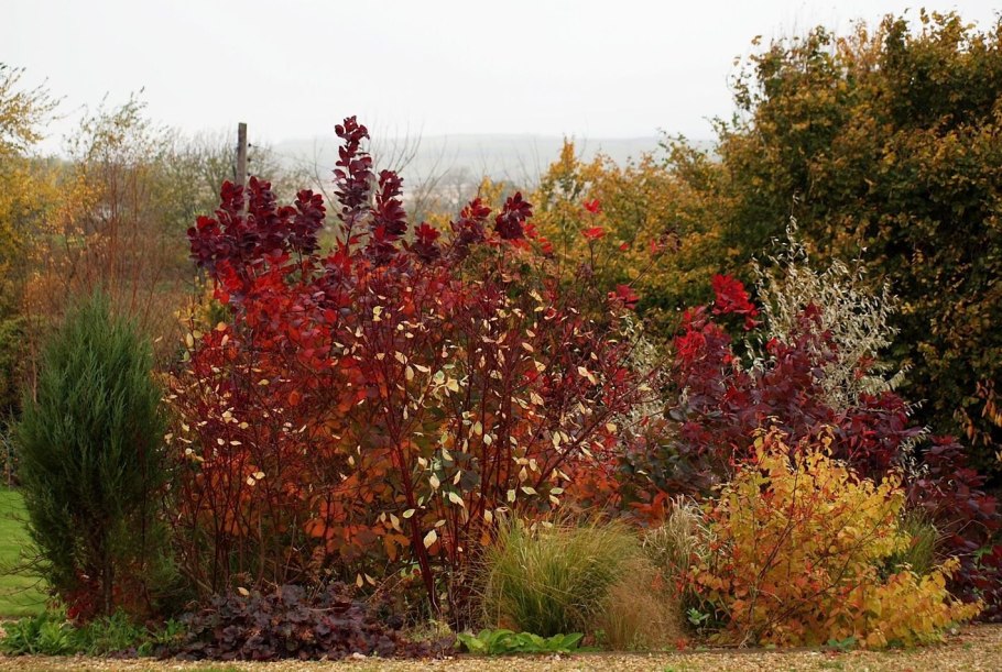 Дерен белый Элегантиссима осенью