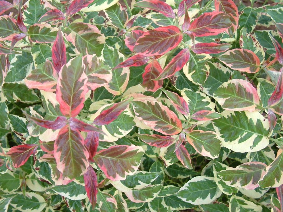 Дерен белый Ауреа зимой