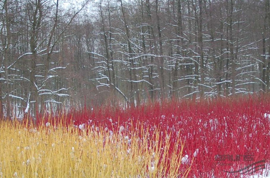 Дерен белый кроваво-красный