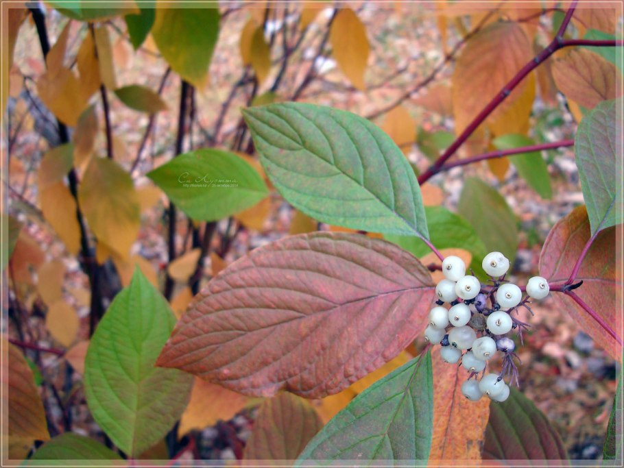 Дерен Сибирика Вариегата