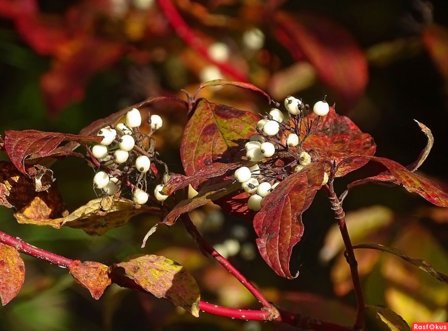 Дёрен кровяно-красный