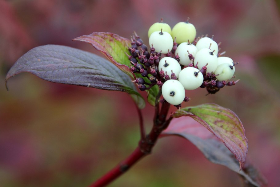Дерен Cornus Alba sibirica